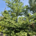Abies Fraseri - Foto 2