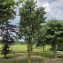 Tilia Tomentosa - Foto 1
