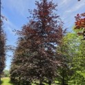 Fagus sylvatica 'Atropunicea' - mei 2026