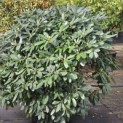 Rhododendron Yakushimanum 'Sonatine' - Foto 3
