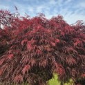 Acer palmatum 'Garnet' - 3