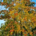 Liquidambar styraciflua - Foto 3