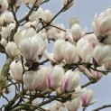 Magnolia soulangeana 'Manchu Fan' - 2