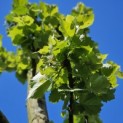 Tilia Tomentosa - 4