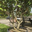 Magnolia grandiflora 'Goliath' - 3
