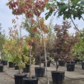 Sassafras albidum - Foto 1