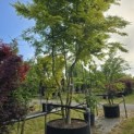 Acer palmatum - Foto 2