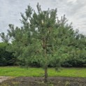 Pinus sylvestris - Foto 5