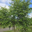 Betula nigra - 6