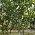 Liquidambar styraciflua 'Palo Alto' - Foto 1