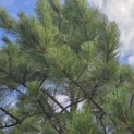 Pinus nigra 'Nigra' - Foto 3