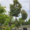 Magnolia grandiflora 'Galissonnière' - 1