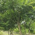 Sophora japonica - Foto 8