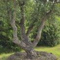 Quercus Suber - 3