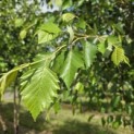 Betula nigra - 3