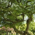 Acer palmatum 'Dissectum' - 8