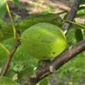 Juglans regia 'Lange van Lod' - Foto 5