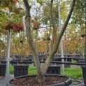 Parrotia persica - 5