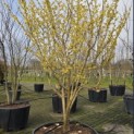 Hamamelis mollis - 5