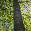 Quercus Palustris - 3