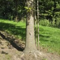 Quercus Palustris - 2