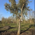 Quercus Suber - 1