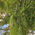 Fagus sylvatica 'Atropunicea' - 2