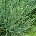 Sequoiadendron giganteum 'Glaucum' - Afbeelding 3