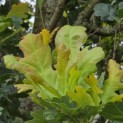 Quercus robur 'Fastigiata' - jong blad juli 2026