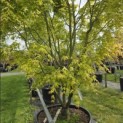 Acer palmatum 'Ueno Yama' - 1