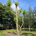 Platanus x Hispanica - 2