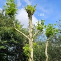 Platanus x Hispanica - 3