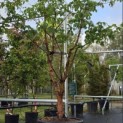 Acer griseum - 2