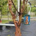 Acer griseum - 3