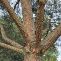 Pinus sylvestris - 3