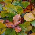 Fagus sylvatica 'Atropunicea' - impressie kleurnuances rode of bruine beuk.  Herfst
