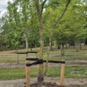 Gleditsia triacanthos ‘Sunburst' - Foto 2