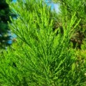 Sequoiadendron giganteum - naald