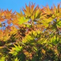 Acer palmatum Masu-kagami - Afbeelding 6