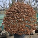 Fagus sylvatica - 1