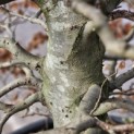 Fagus sylvatica - 2