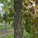 Liquidambar styraciflua - 1