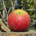 Malus domestica 'Jonagold' - Foto 1