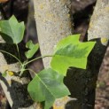 Liriodendron tulipifera 'Aureomarginatum' - 3