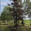 Fagus sylvatica 'Atropunicea' - Foto 4