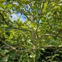 Malus domestica 'Lombarts' - 4