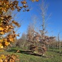 Fagus sylvatica - 5