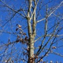 Fagus sylvatica - 6