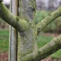Malus domestica 'Rode Boskoop' - 1