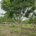 Sophora japonica - 4